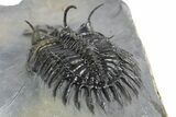 Short Trident Walliserops Trilobite - Timrzit, Morocco #348372-4